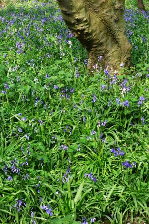 And yet more bluebells